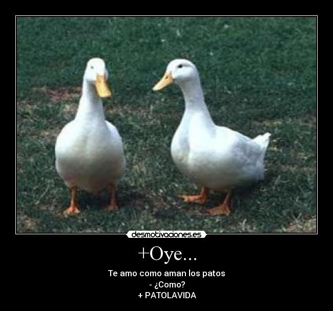 +Oye... - Te amo como aman los patos
- ¿Como?
+ PATOLAVIDA