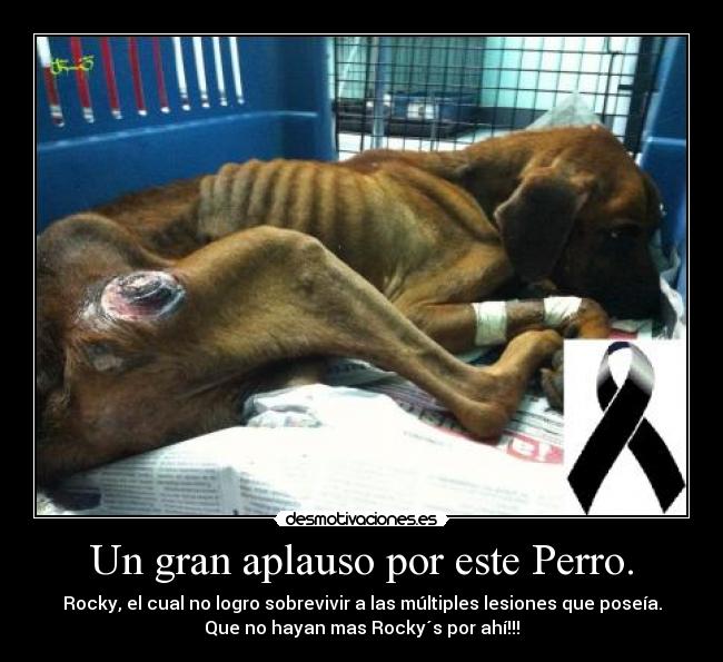 Un gran aplauso por este Perro. -