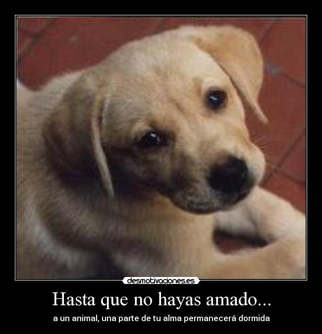 Hasta que no hayas amado... -