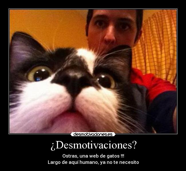 ¿Desmotivaciones? - Ostras, una web de gatos !!!
Largo de aquí humano, ya no te necesito