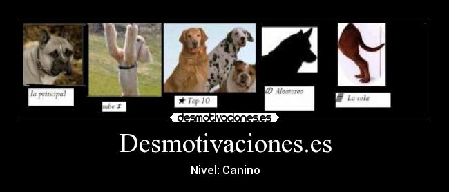 Desmotivaciones.es - Nivel: Canino