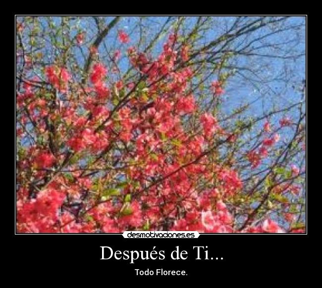 Después de Ti... - Todo Florece.