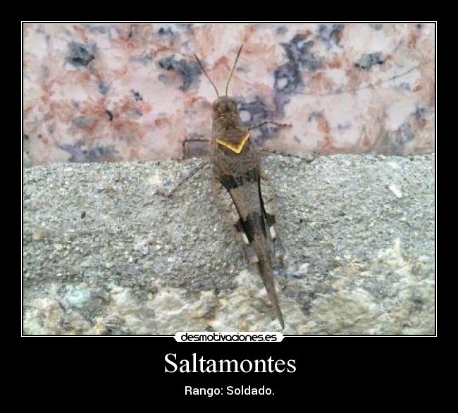 Saltamontes - 