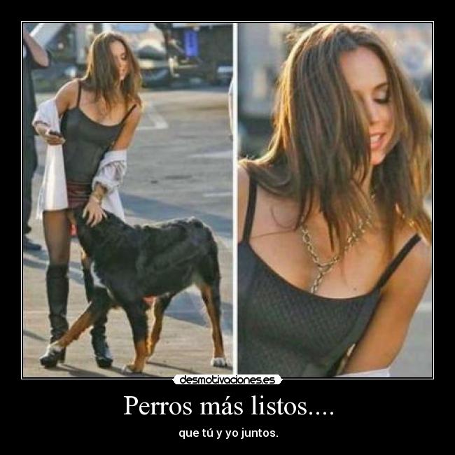 Perros más listos.... - que tú y yo juntos.