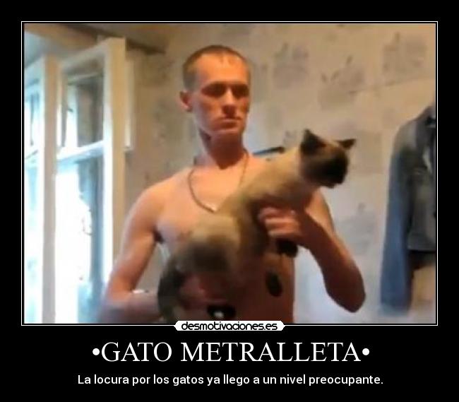 •GATO METRALLETA• - La locura por los gatos ya llego a un nivel preocupante.