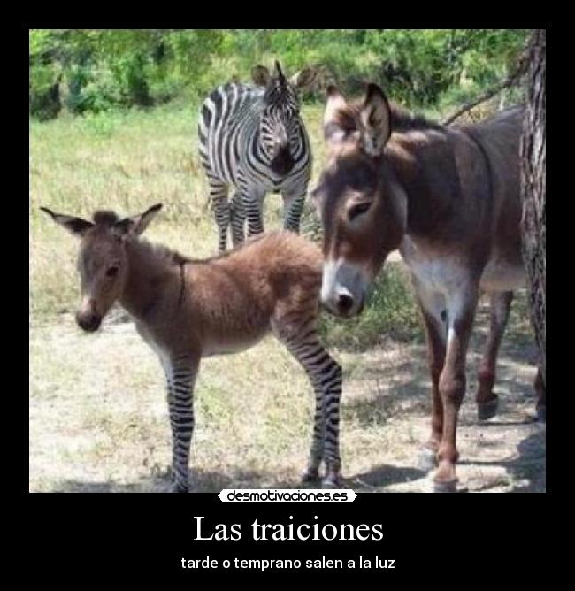 Las traiciones - tarde o temprano salen a la luz