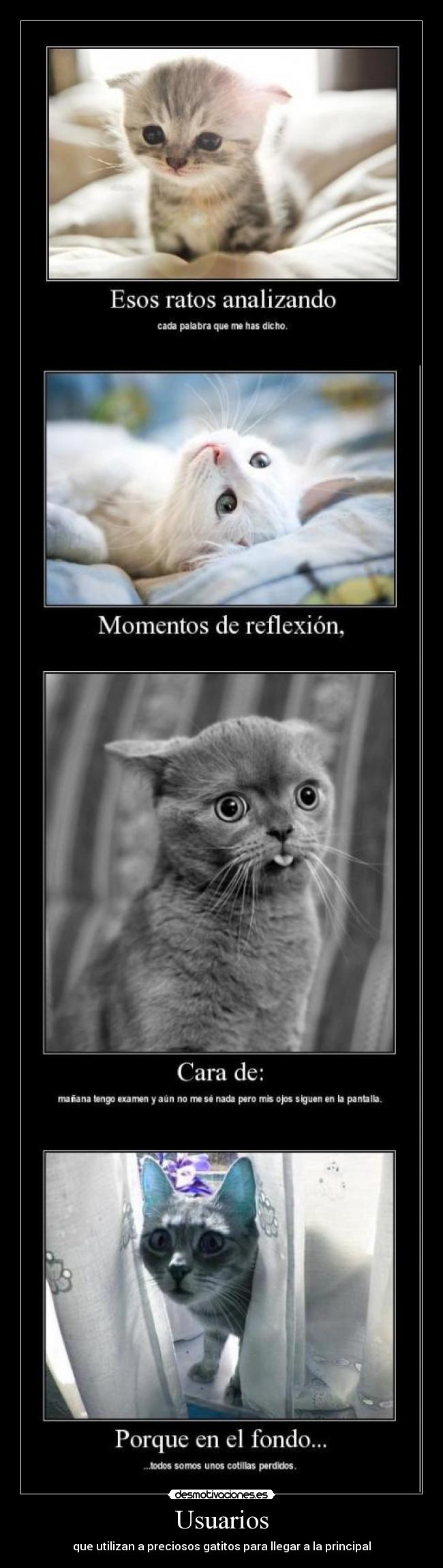 Usuarios - que utilizan a preciosos gatitos para llegar a la principal