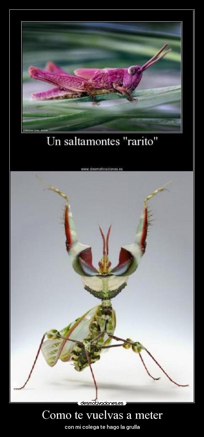 Como te vuelvas a meter - con mi colega te hago la grulla