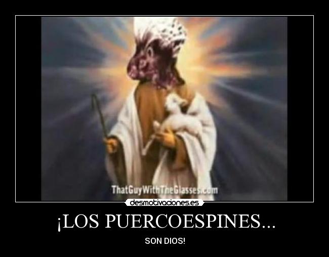 ¡LOS PUERCOESPINES... - 