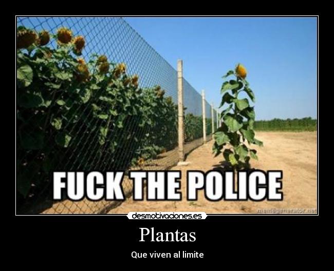 carteles plantas desmotivaciones