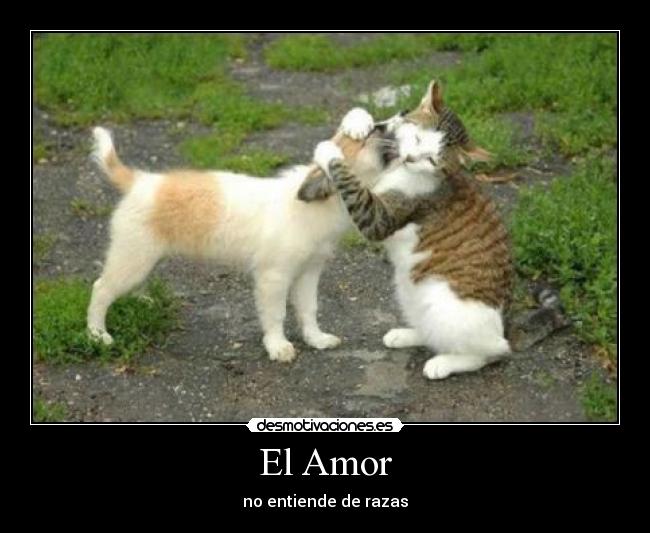 carteles amor perro gato desmotivaciones