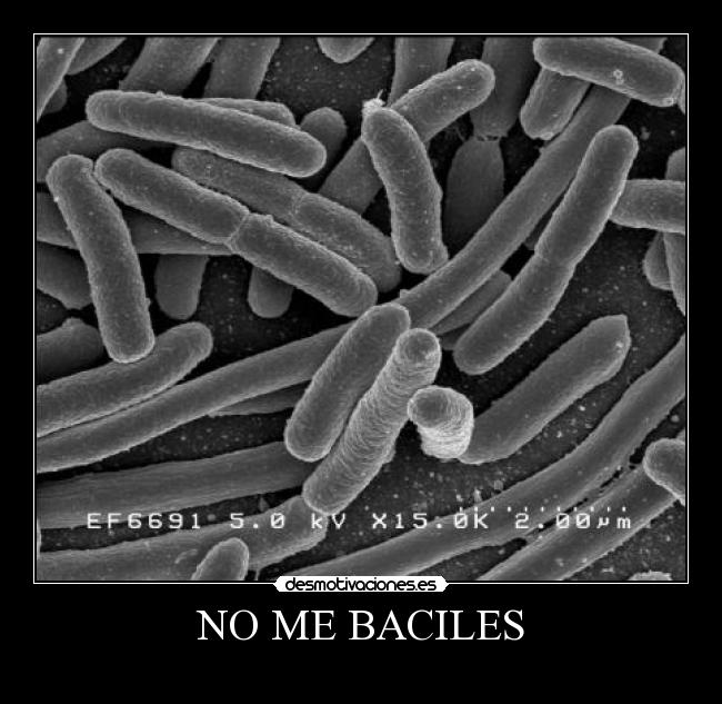 NO ME BACILES - 
