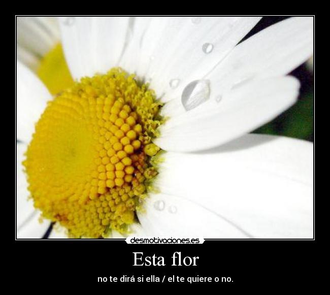 Esta flor - no te dirá si ella / el te quiere o no.