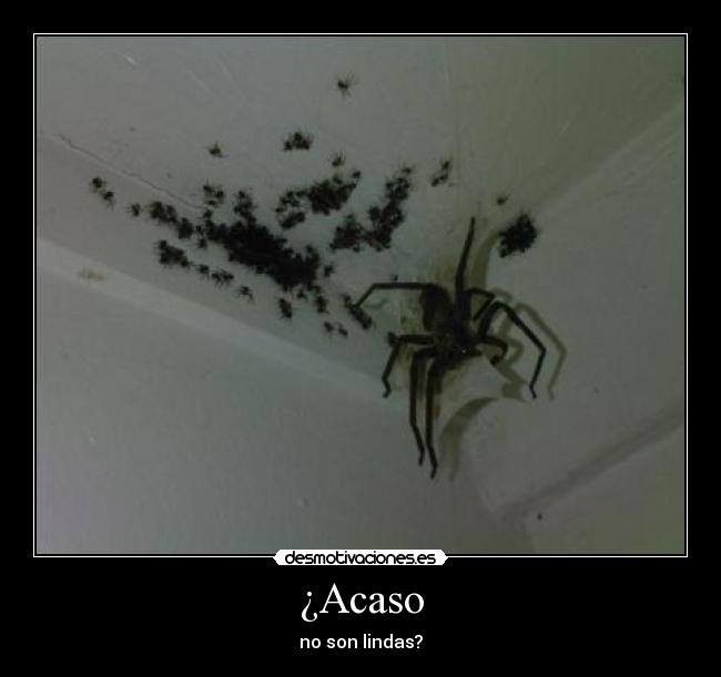 ¿Acaso -