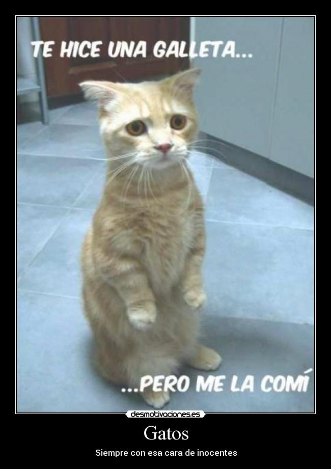 Gatos - Siempre con esa cara de inocentes