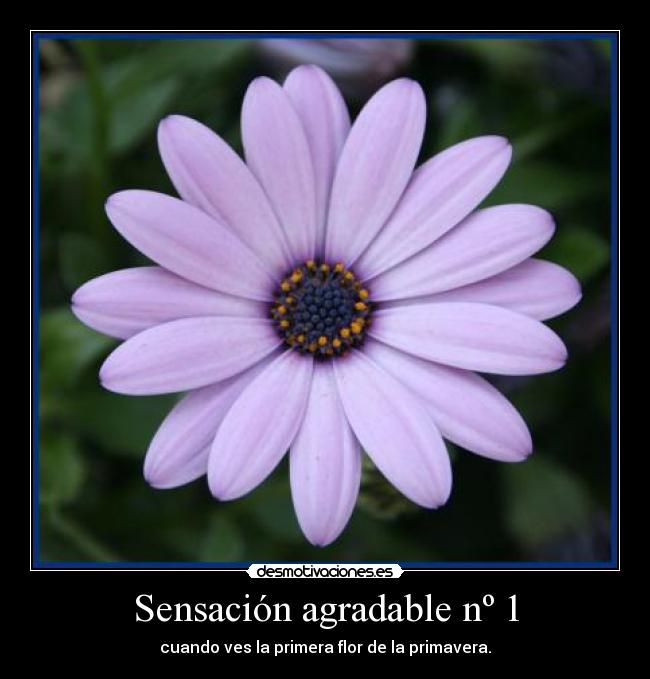 Sensación agradable nº 1 - 