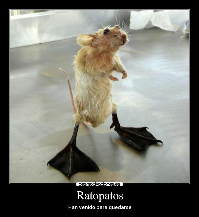 Ratopatos -