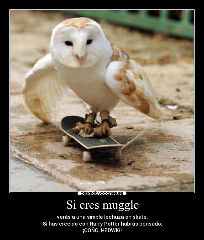 Si eres muggle - verás a una simple lechuza en skate.
Si has crecido con Harry Potter habrás pensado:
¡COÑO, HEDWIG!