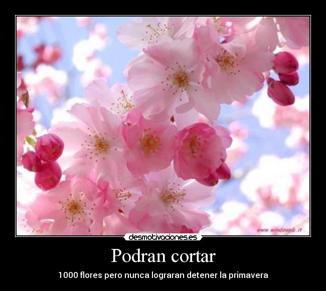 carteles lograran detener primavera desmotivaciones