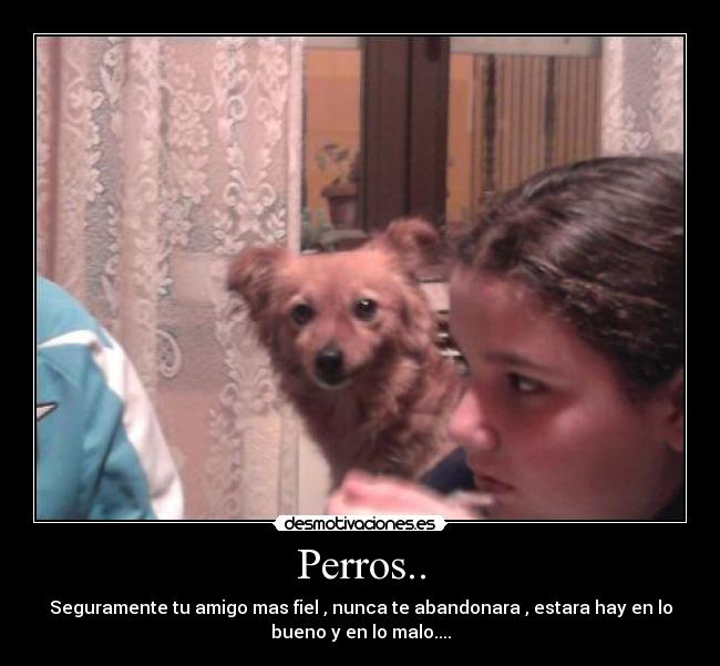 Perros.. - 