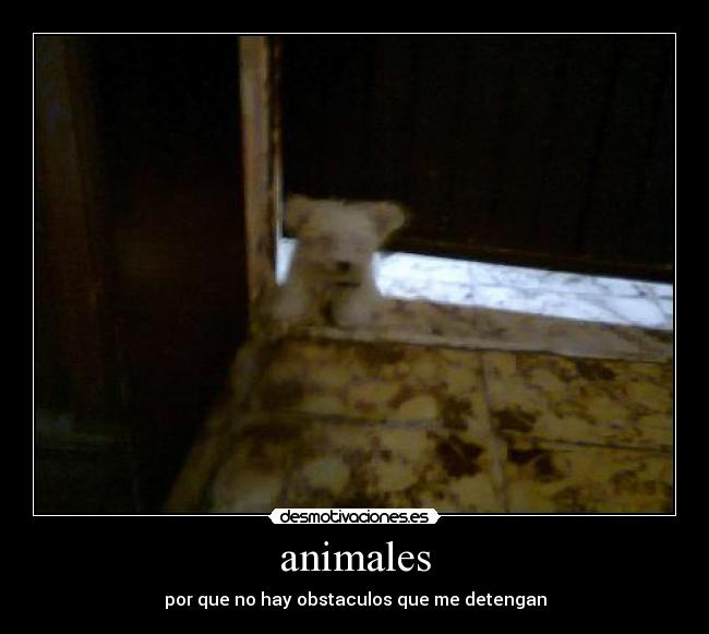 animales - por que no hay obstaculos que me detengan