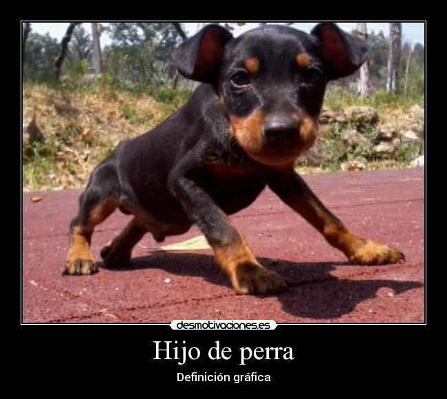 Hijo de perra - Definición gráfica