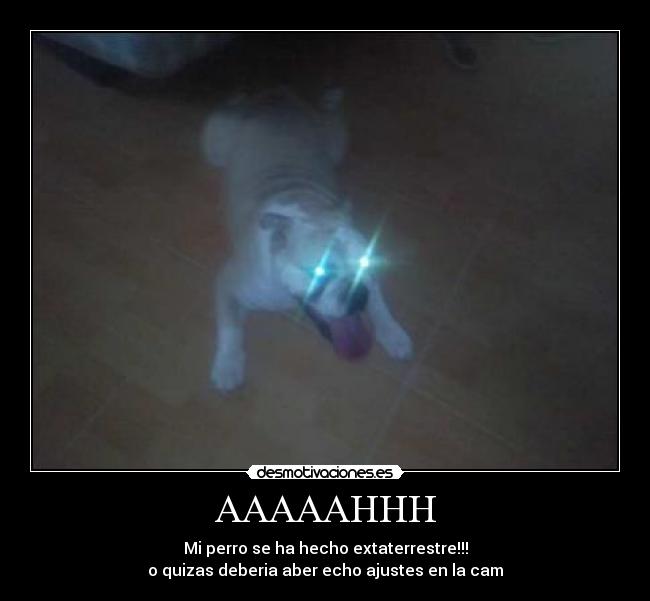 AAAAAHHH - Mi perro se ha hecho extaterrestre!!!
o quizas deberia aber echo ajustes en la cam