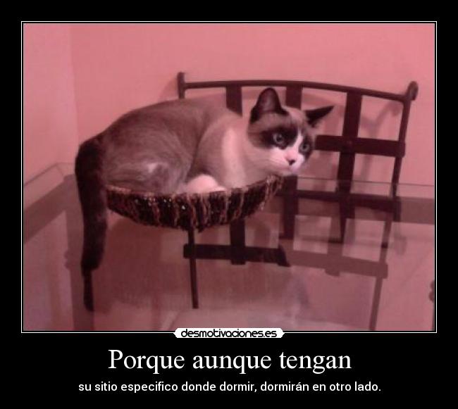 Porque aunque tengan -