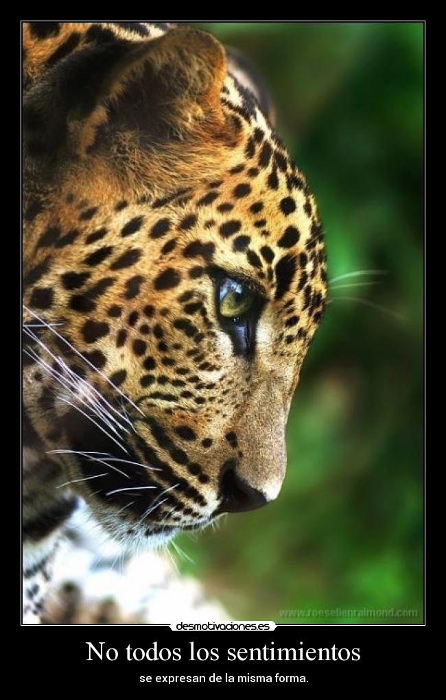 No todos los sentimientos - se expresan de la misma forma.