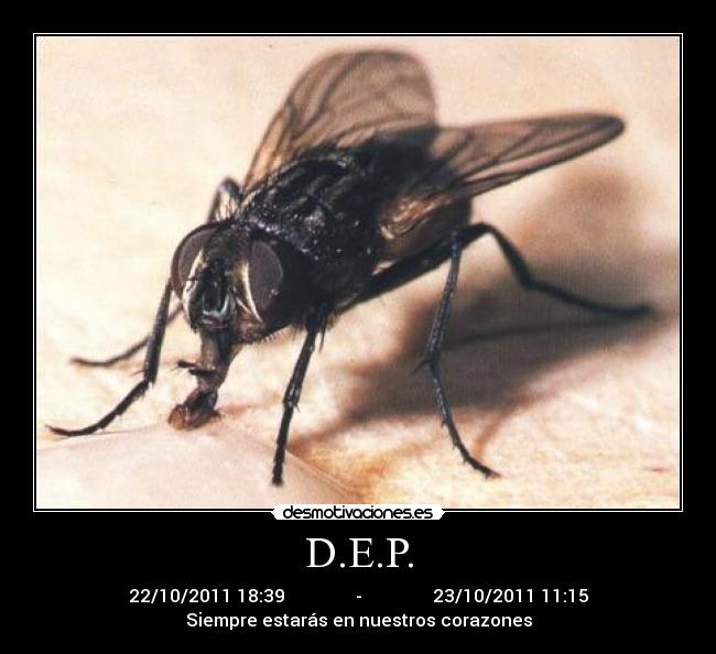 D.E.P. - 