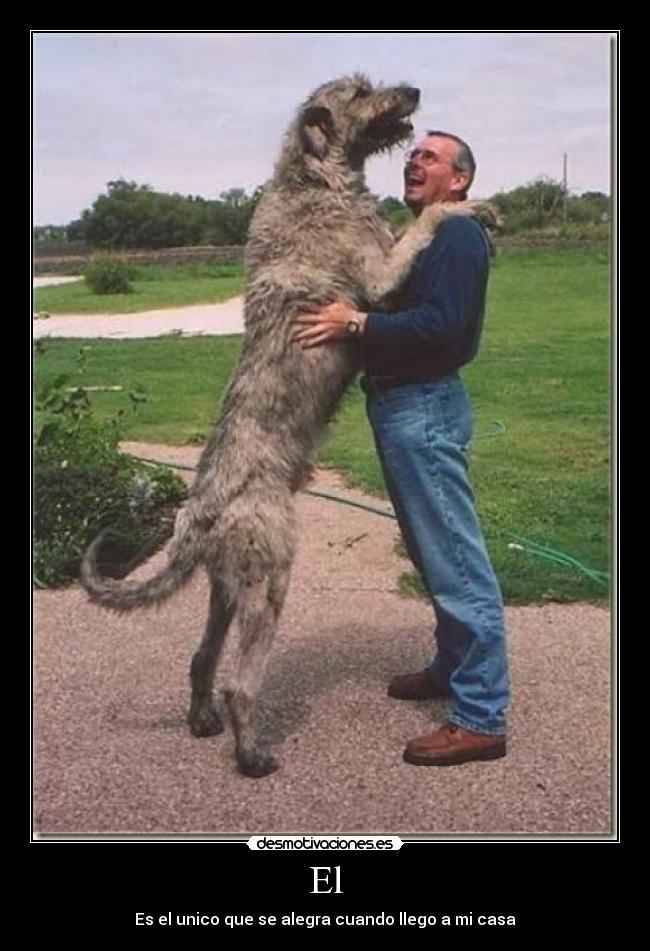 El - Es el unico que se alegra cuando llego a mi casa