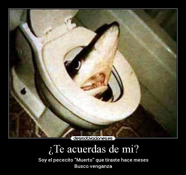 ¿Te acuerdas de mi? - Soy el pececito Muerto que tiraste hace meses
Busco venganza