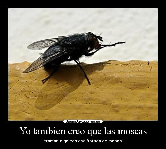 Yo tambien creo que las moscas - 