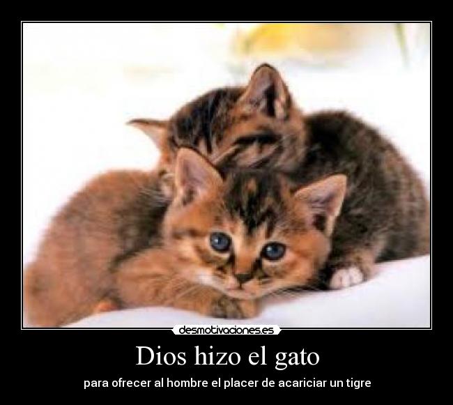 Dios hizo el gato - 
