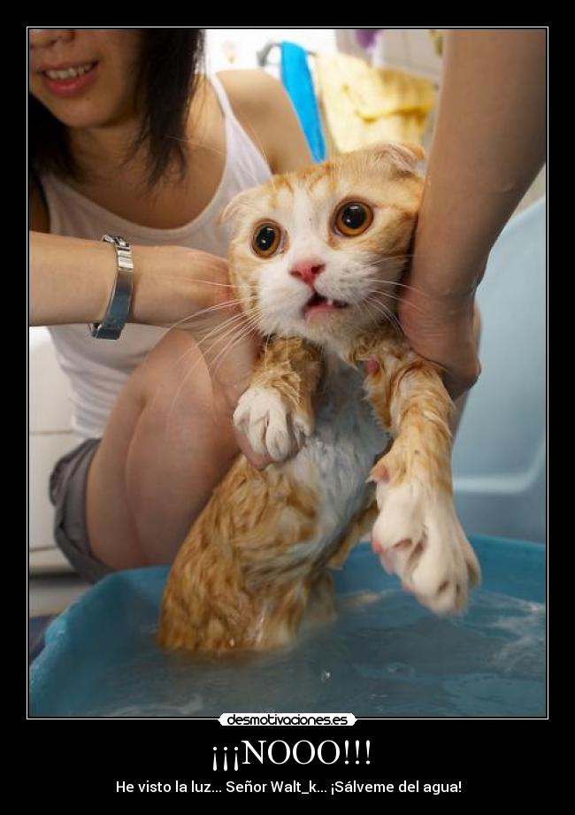 ¡¡¡NOOO!!! - He visto la luz... Señor Walt_k... ¡Sálveme del agua!