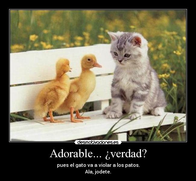 Adorable... ¿verdad? - pues el gato va a violar a los patos.
Ala, jodete.