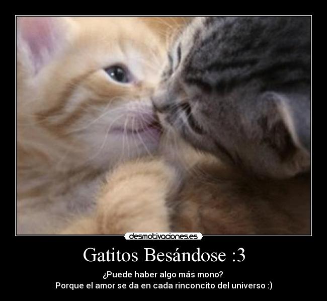Gatitos Besándose :3 - ¿Puede haber algo más mono? 
Porque el amor se da en cada rinconcito del universo :)
