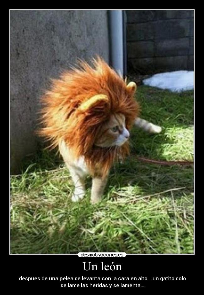 Un león - despues de una pelea se levanta con la cara en alto... un gatito solo
se lame las heridas y se lamenta...