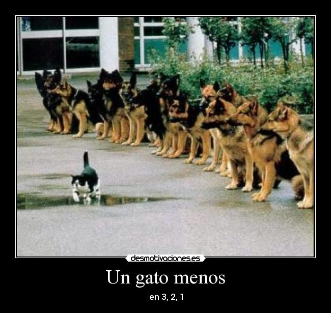 Un gato menos - en 3, 2, 1