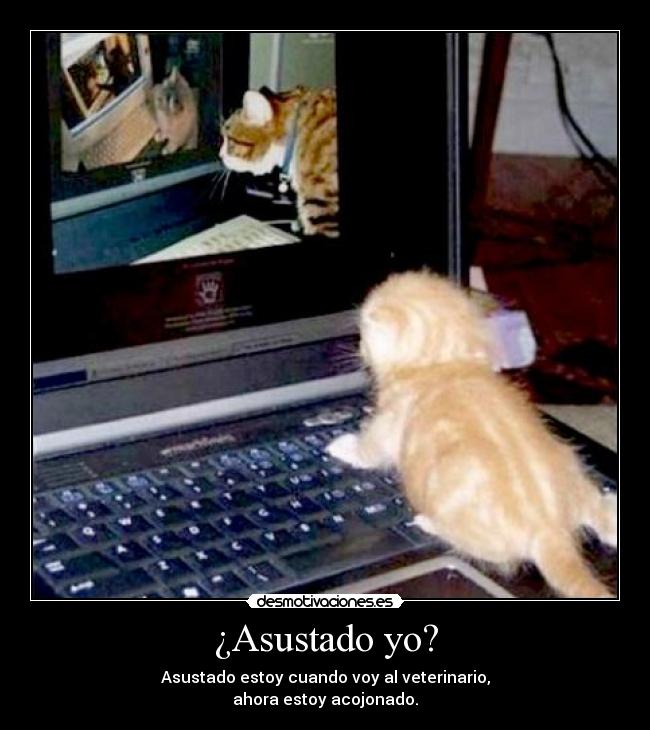¿Asustado yo? - Asustado estoy cuando voy al veterinario,
ahora estoy acojonado.