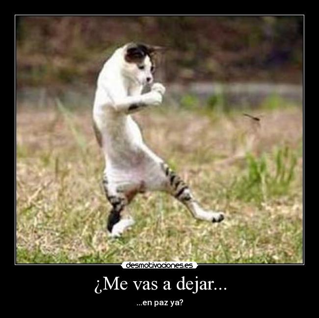 ¿Me vas a dejar... - ...en paz ya?