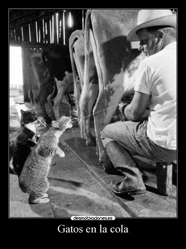carteles gatos gatos beben leche aprovechados desmotivaciones