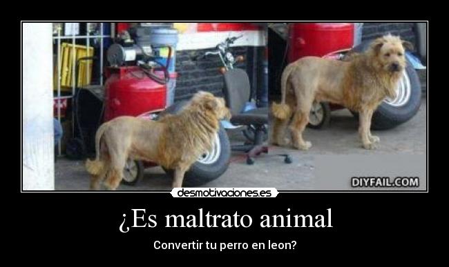 ¿Es maltrato animal - Convertir tu perro en leon?