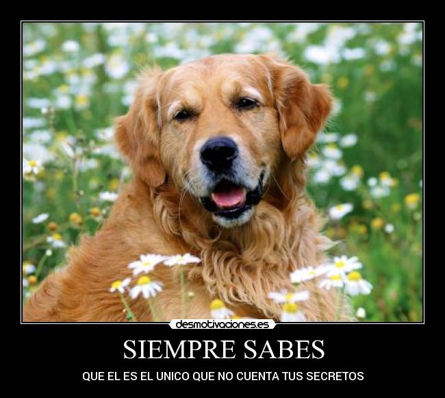 SIEMPRE SABES - 