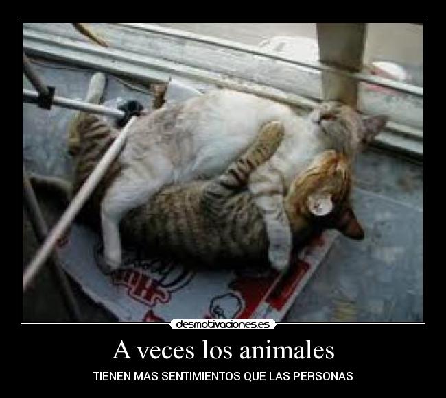 A veces los animales - TIENEN MAS SENTIMIENTOS QUE LAS PERSONAS