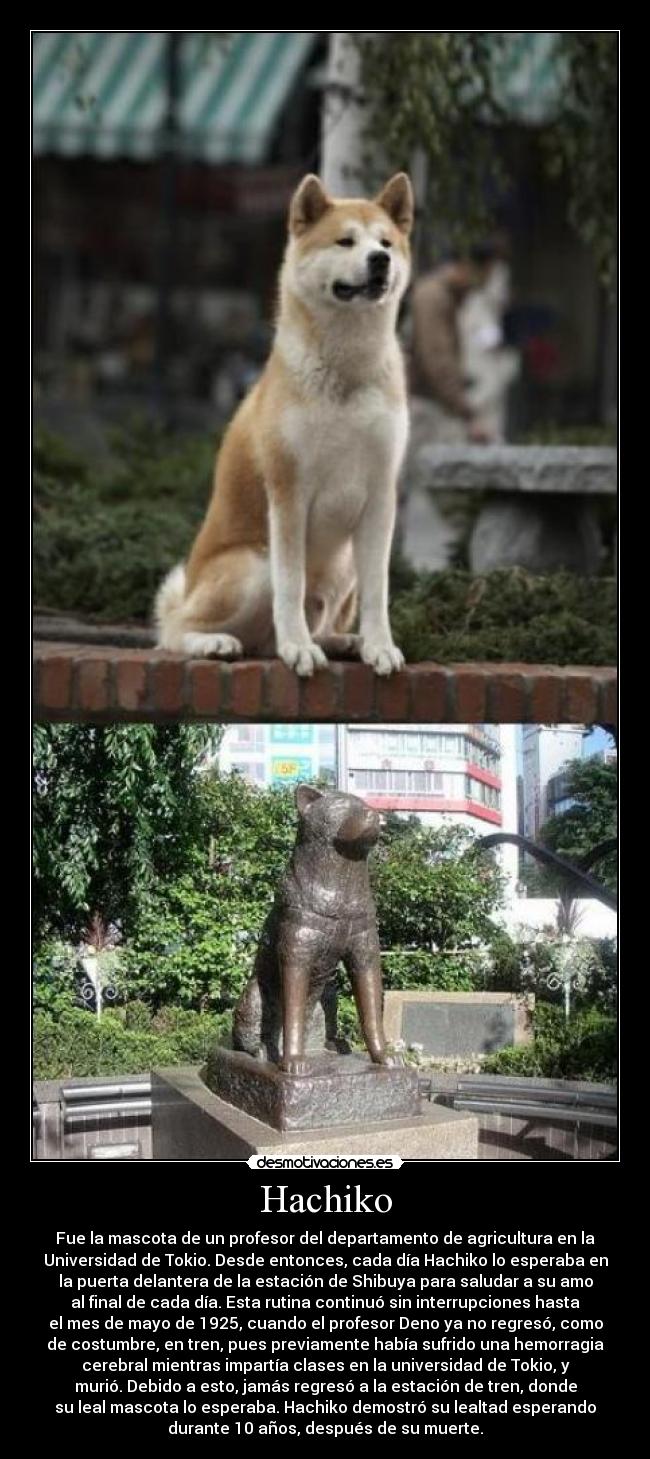 Hachiko -