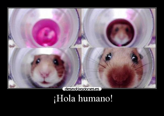 carteles hamster desmotivaciones