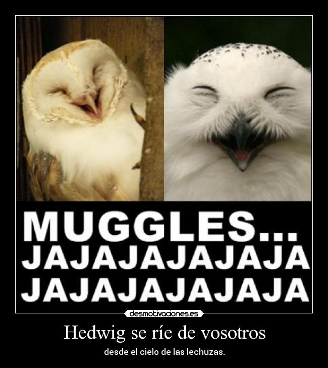 Hedwig se ríe de vosotros - desde el cielo de las lechuzas.