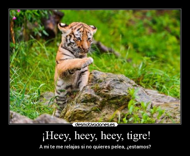 ¡Heey, heey, heey, tigre! - A mi te me relajas si no quieres pelea, ¿estamos?