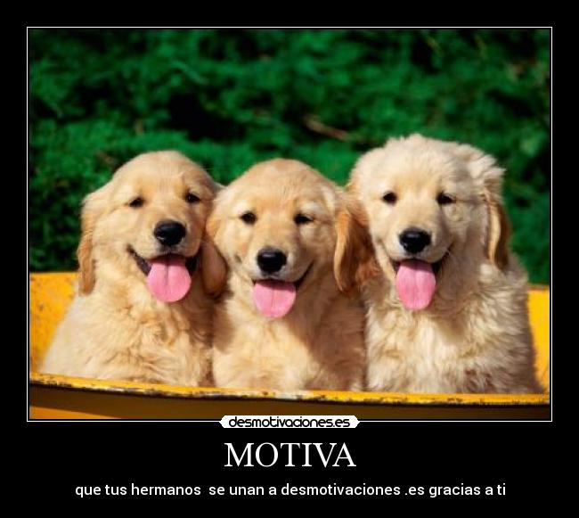MOTIVA - que tus hermanos se unan a desmotivaciones .es gracias a ti